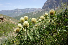 Trifolium trichocephalum