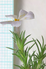 Phlox hoodii canescens