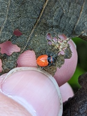 Coleomegilla innotata