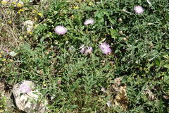 Psephellus daghestanicus