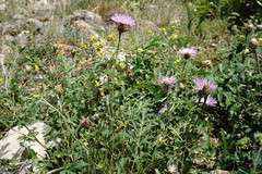 Psephellus daghestanicus