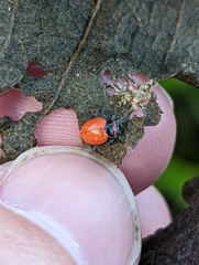 Coleomegilla innotata
