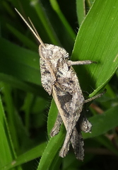 Xyleus discoideus angulatus