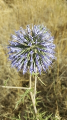 Echinops adenocaulos