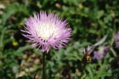 Psephellus daghestanicus