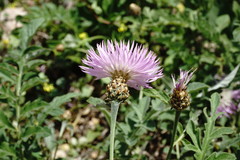 Psephellus daghestanicus