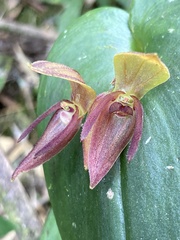 Pleurothallis adonis