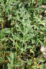 Psephellus daghestanicus