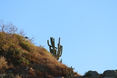 Pachycereus