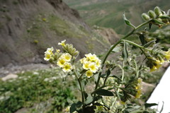 Nonea alpestris