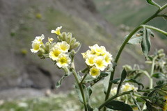 Nonea alpestris