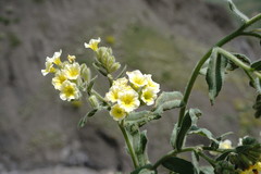 Nonea alpestris