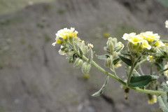 Nonea alpestris