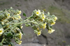 Nonea alpestris