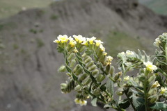 Nonea alpestris