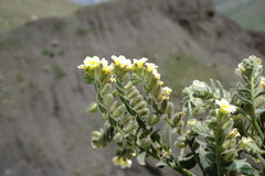 Nonea alpestris