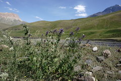 Nepeta grandiflora