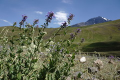 Nepeta grandiflora