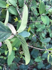 Viburnum macrocephalum