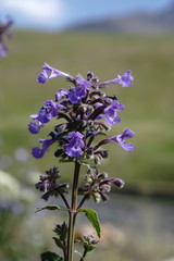 Nepeta grandiflora