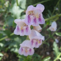 Penstemon palmeri