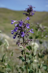 Nepeta grandiflora