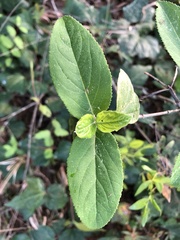 Viburnum macrocephalum