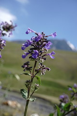 Nepeta grandiflora