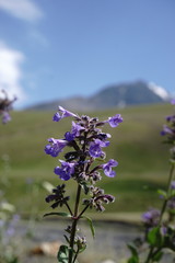 Nepeta grandiflora