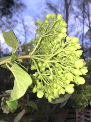 Viburnum macrocephalum