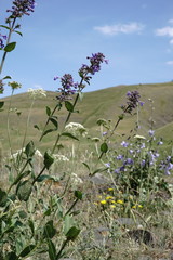 Nepeta grandiflora
