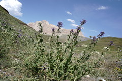 Nepeta grandiflora