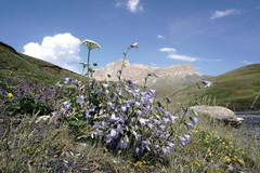 Campanula sarmatica