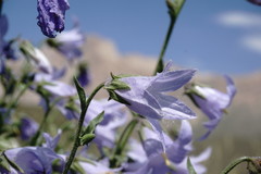 Campanula sarmatica
