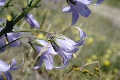 Campanula sarmatica