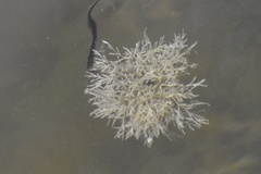 Bugulidae