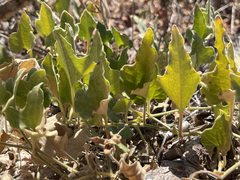 Aristolochia monticola