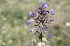 Nepeta grandiflora