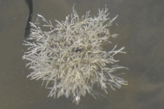 Bugulidae