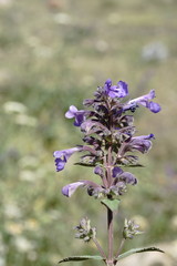 Nepeta grandiflora