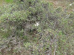 Phlox longifolia longifolia