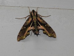 Hemeroplanes ornatus