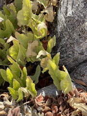 Aristolochia monticola