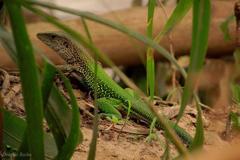 Ameiva ameiva