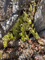 Aristolochia monticola