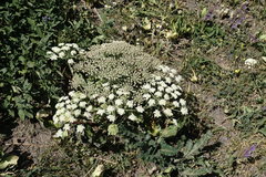 Heracleum grandiflorum