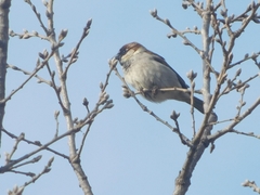 Passer domesticus × italiae