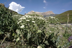 Heracleum grandiflorum