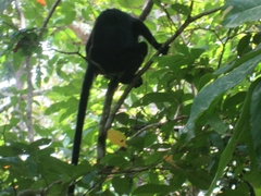 Alouatta