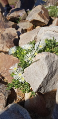 Drosanthemum framesii